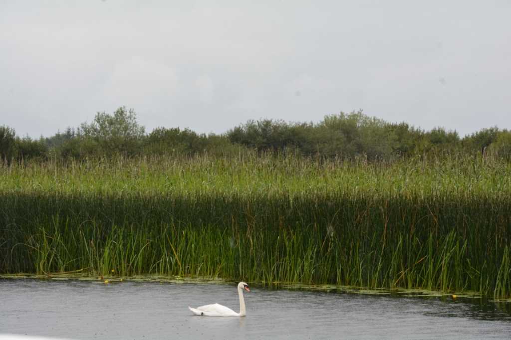 DSC_6251Mittel_.JPG